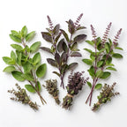 Tulsi Original Leaves 100 g – Organic Sacred Basil Blend